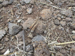 Calliptamus plebeius