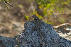 Sceloporus clarkii clarkii