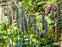 Acanthus mollis