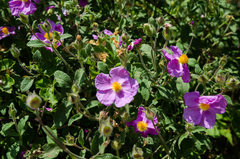 Cistus tauricus