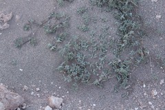 Tiquilia atacamensis