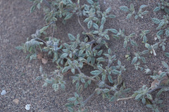 Tiquilia atacamensis