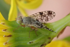 Tephritis matricariae