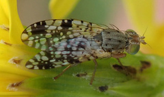 Tephritis matricariae