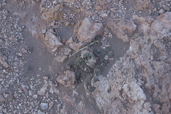 Tiquilia atacamensis