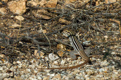 Aspidoscelis stictogrammus