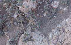 Tiquilia atacamensis