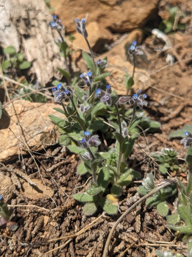 Reflexed Forget-Me-Not (Myosotis refracta)