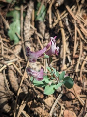 Rutledge Corydalis (Corydalis rutifolia)