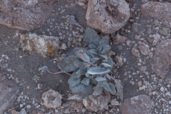 Urmenetea atacamensis