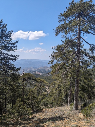 Austrian pine (Pinus nigra)
