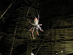Trichonephila inaurata madagascariensis