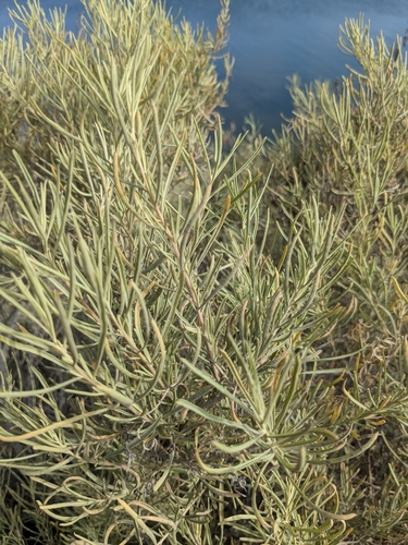 Fourwing Saltbush