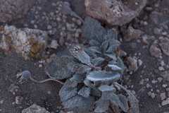 Urmenetea atacamensis