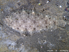 Egyptian Sole photo 1