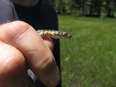 Thamnophis couchii