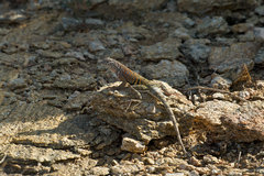 Cophosaurus texanus scitulus