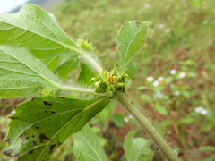 Acanthospermum hispidum