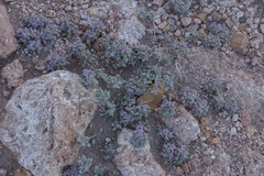 Tiquilia atacamensis