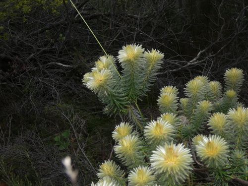 Image of Phylica pubescens by (c) Sean Hartnett, some rights reserved (CC BY)