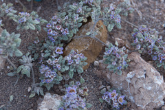 Tiquilia atacamensis