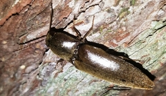 Diplostethus