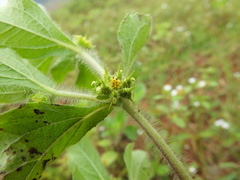 Acanthospermum hispidum