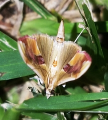 Agathodes monstralis