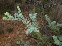 Quandong (Fusanus)