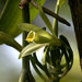 Vanilla planifolia - Photo (c) Carmelo López Abad, μερικά δικαιώματα διατηρούνται (CC BY-NC)
