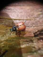 Phyllopertha horticola