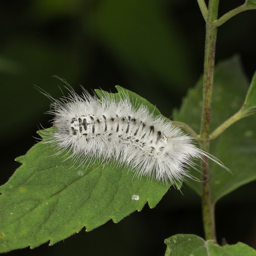 Hickory tussock moth