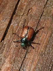 Phyllopertha horticola