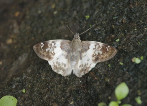 Cleta Tufted-Skipper