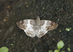 Polyctor cleta