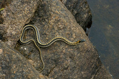 Thamnophis cyrtopsis cyrtopsis