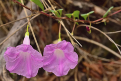 Ipomoea orizabensis novogaliciana