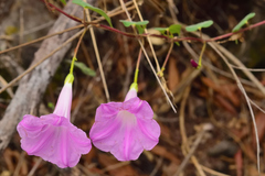 Ipomoea orizabensis novogaliciana