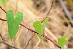Ipomoea orizabensis novogaliciana