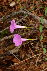Ipomoea orizabensis novogaliciana