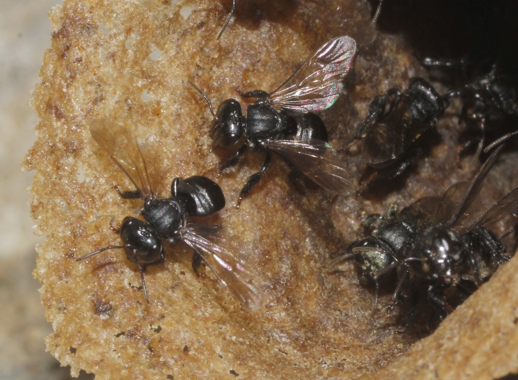 Mexican Robust-Stingless bee