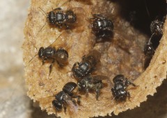 Scaptotrigona mexicana