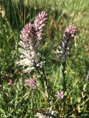 Thelypodium crispum