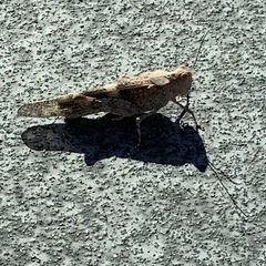 Trimerotropis pallidipennis