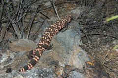 Heloderma suspectum suspectum