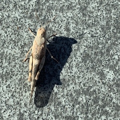 Trimerotropis pallidipennis