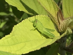 Cyrtacanthacridini