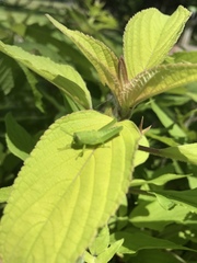 Cyrtacanthacridini