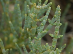 Arthroceras subterminale