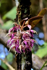 Macroclinium bicolor, photograph (c) Grete Pasch, some rights reserved (CC BY)